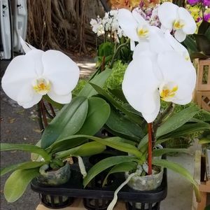 Meet your Posher, Susana